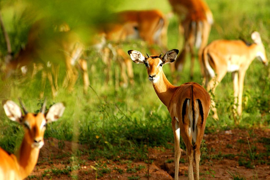 1 Day Lake Mburo Tour
