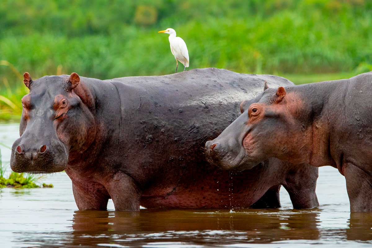 2 Day Murchison Falls Safari