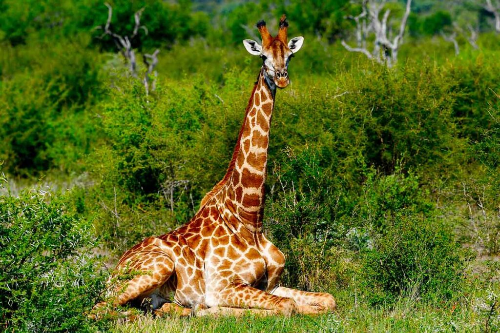 3 Days Murchison Falls safari