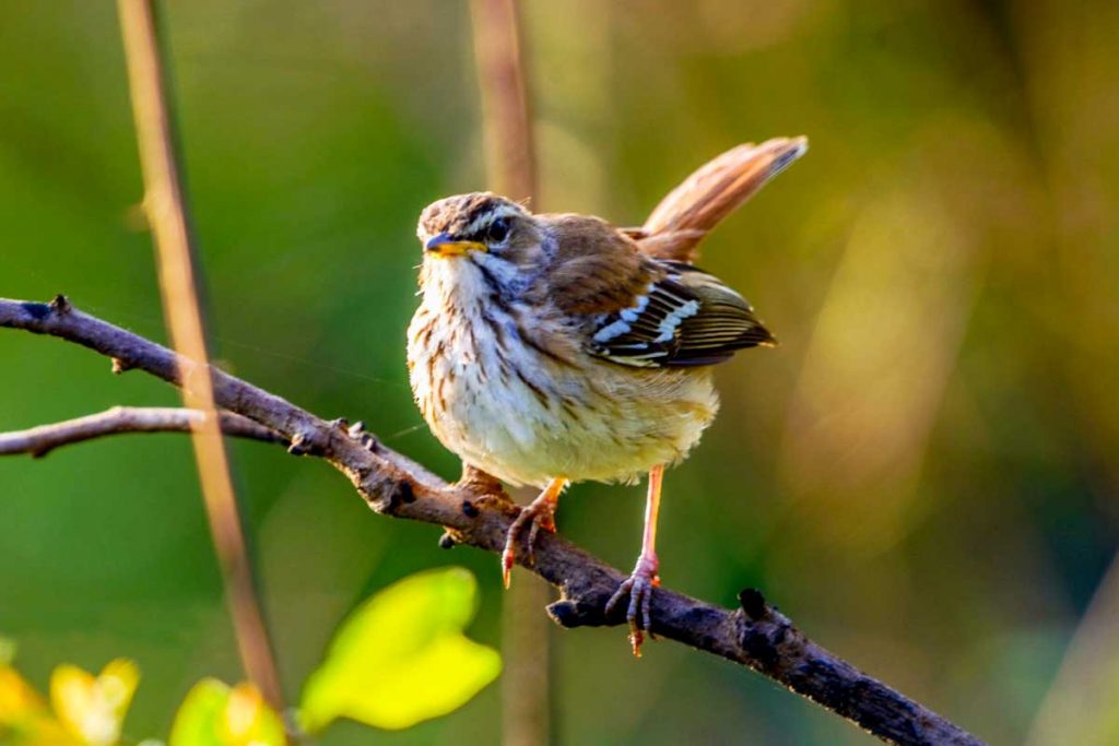 4 Days Birding Rwanda safari