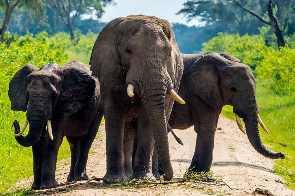 8 Days Kidepo and Murchison Falls Safari