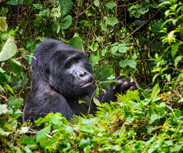 Bwindi Impenetrable National Park