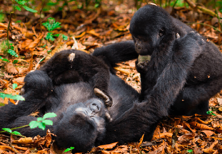 8 Days Rwanda Wildlife & Birding