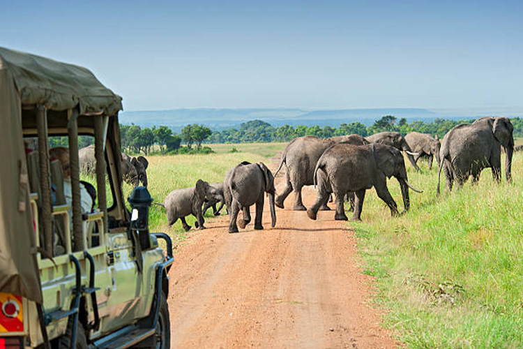 Kenya Wildlife Safaris