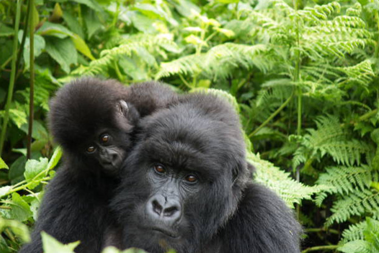 Best time to Go For Gorilla Trekking in Uganda