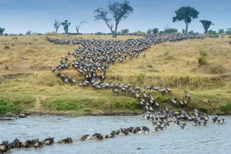 Tanzania Wildlife Safaris