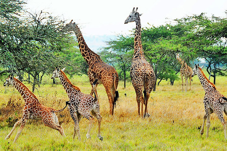 Rwanda Wildlife Tours