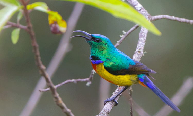 13 Days Bird Watching in Volcanoes Nyungwe and Akagera NP