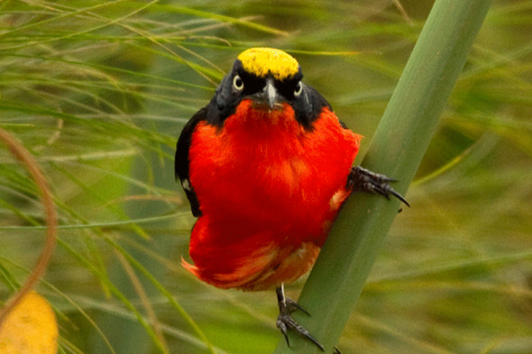 3 Days Birding Akagera National Park Rwanda