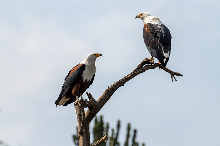 4 Days bird watching safari Rwanda