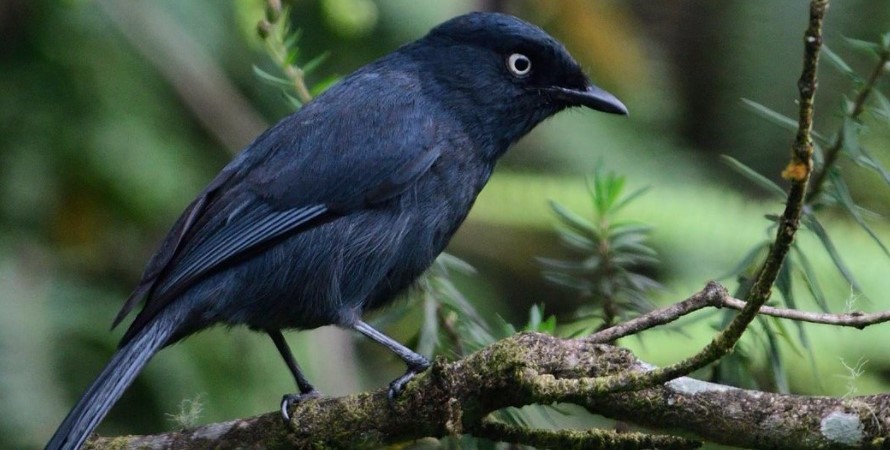 8 Days Rwanda Wildlife & Birding