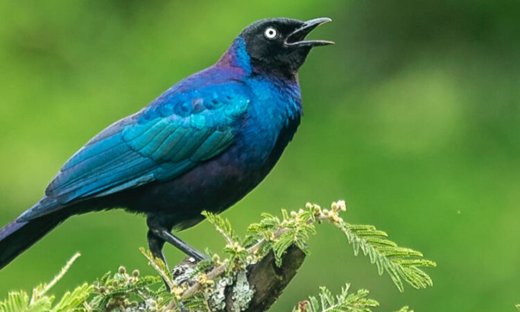 9 Days Rwanda Birding Safari