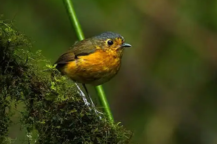 3 Day Bird Watching Tour in Nyungwe Forest Rwanda