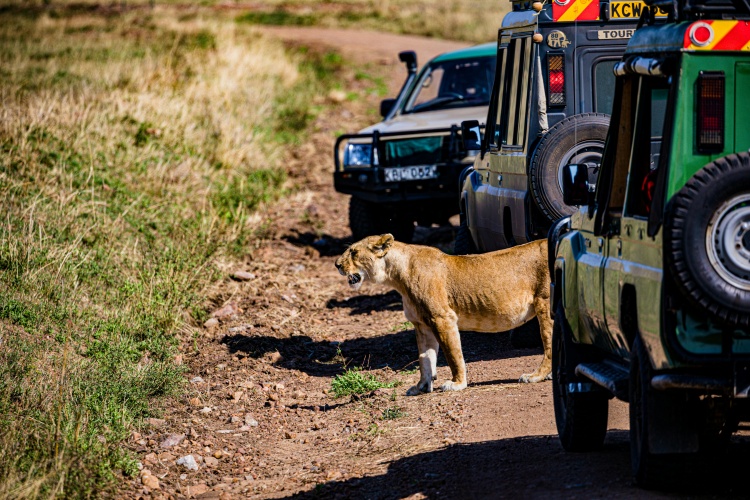 African Green Travelers